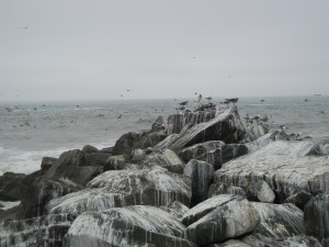 Ocean Shores birds