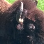 American bison close