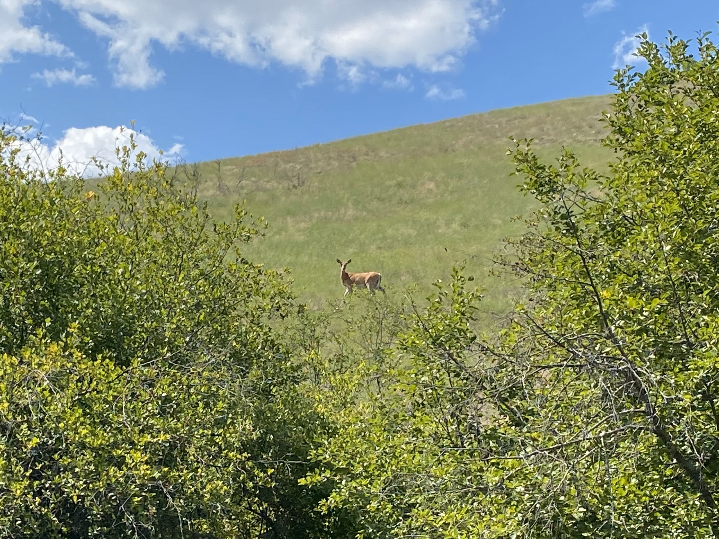 A light tan deer with no antlers looks at the camera while standing in an open grassy hillside with leafy trees in the foreground.